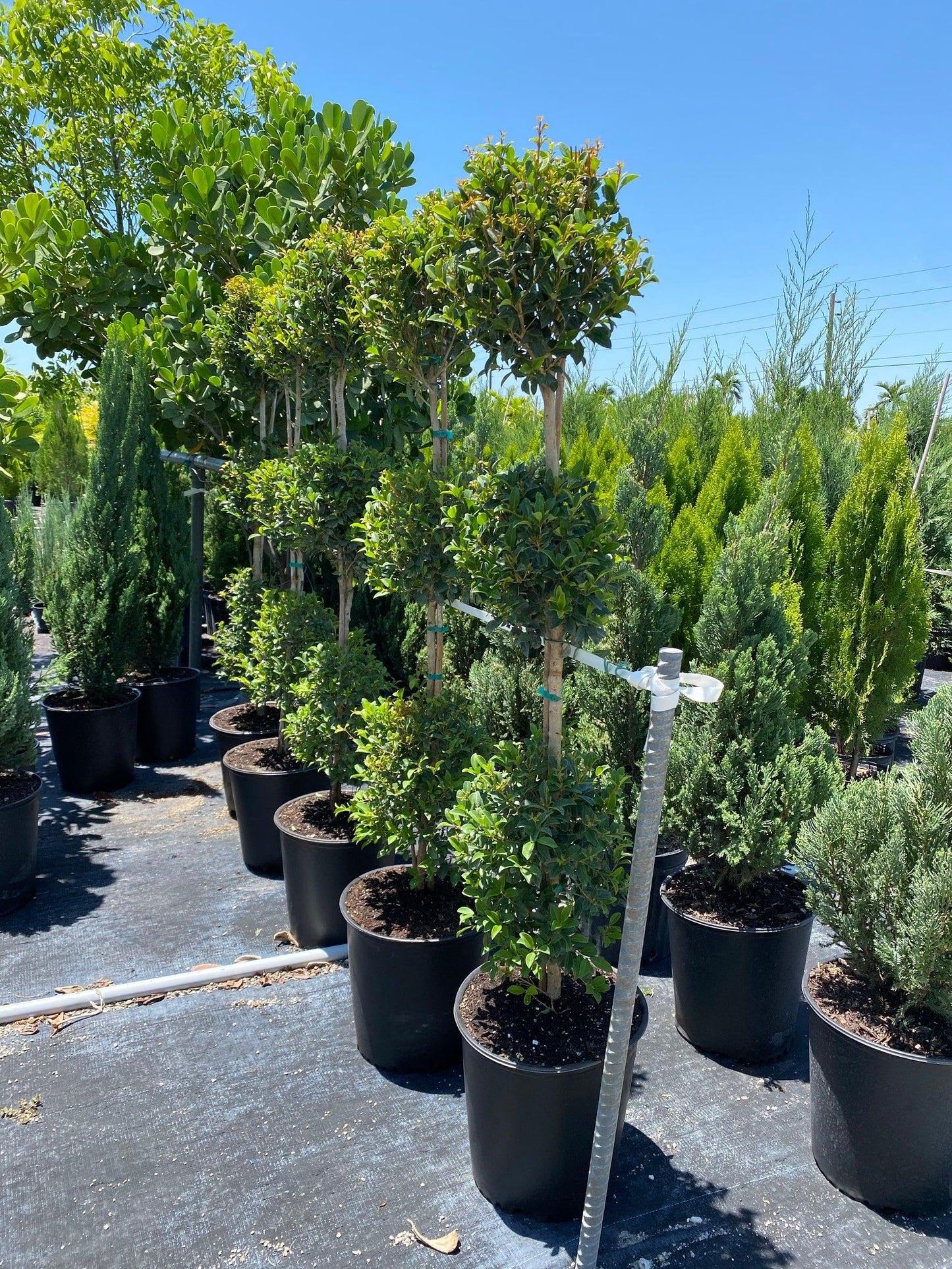 RedCrocus - RedCrocus Dwarf Brush Cherry Eugenia m. 'Globulus' 3 Ball Standard Evergreen Shrub, Perfect for Gardens & Containers, Floral Spring Blooms, Pet Warning 12" Pot