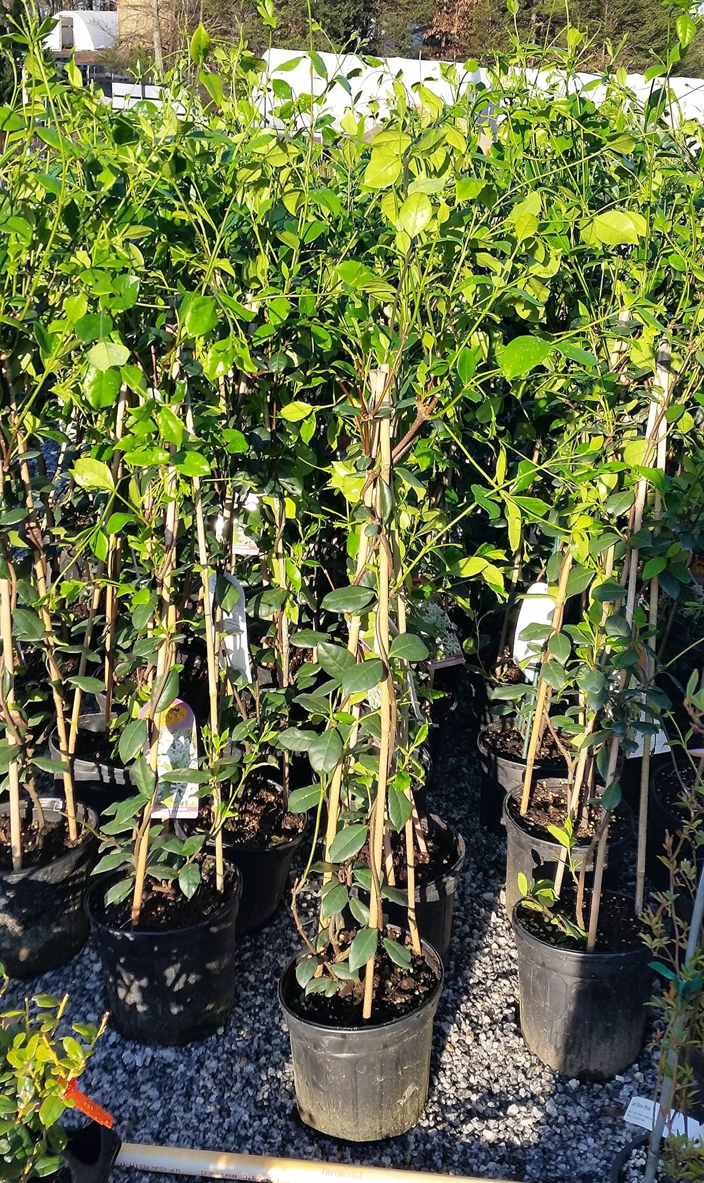 Confederate Jasmine Fragrant Vine - Live Plant - 2-3 Feet Tall - Full Gallon Pot