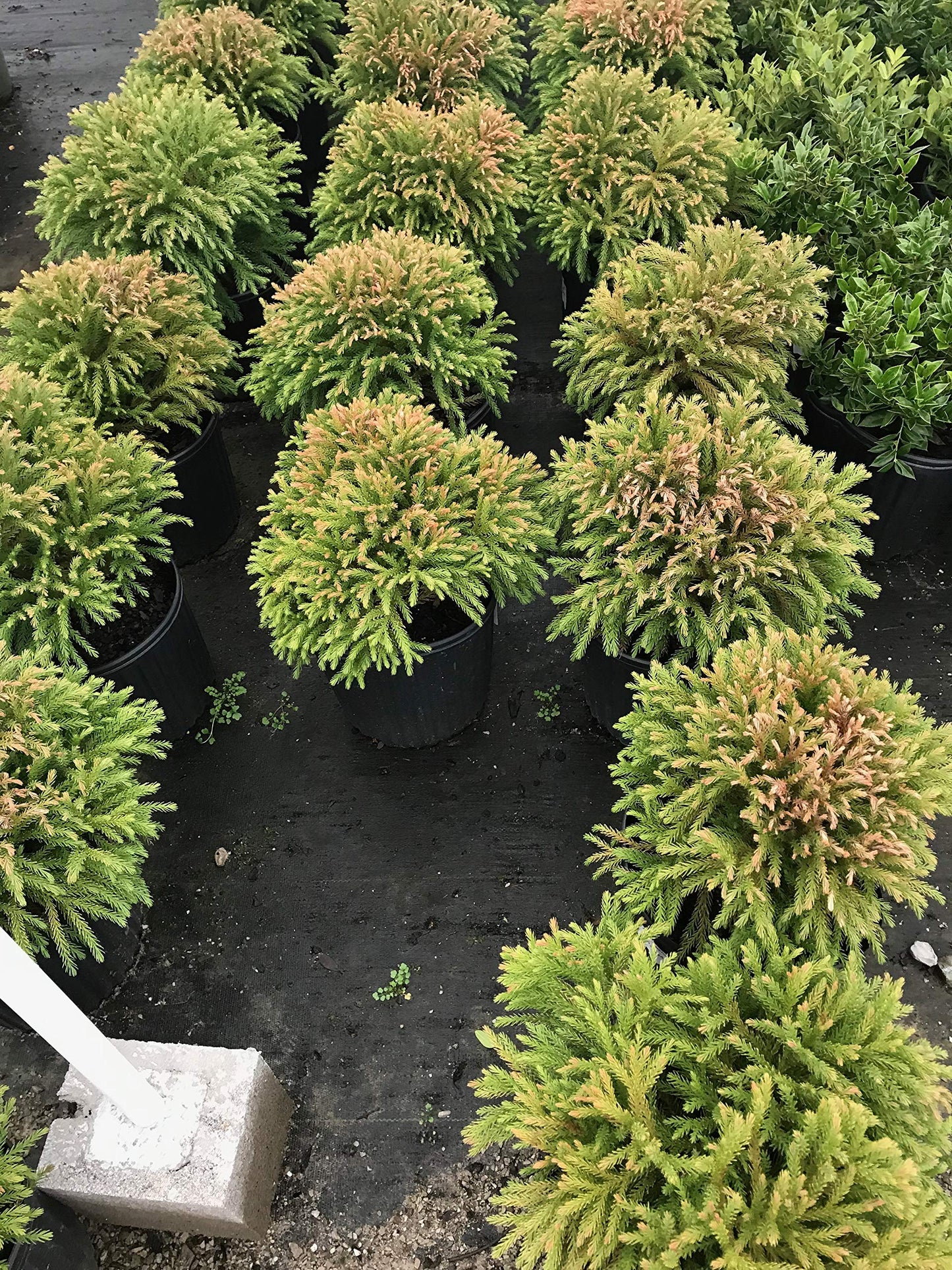 Cryptomeria Japonica Globosa Nana Japanese Cedar Evergreen Tree Plant, 3 Gallon, 12x12 Inch