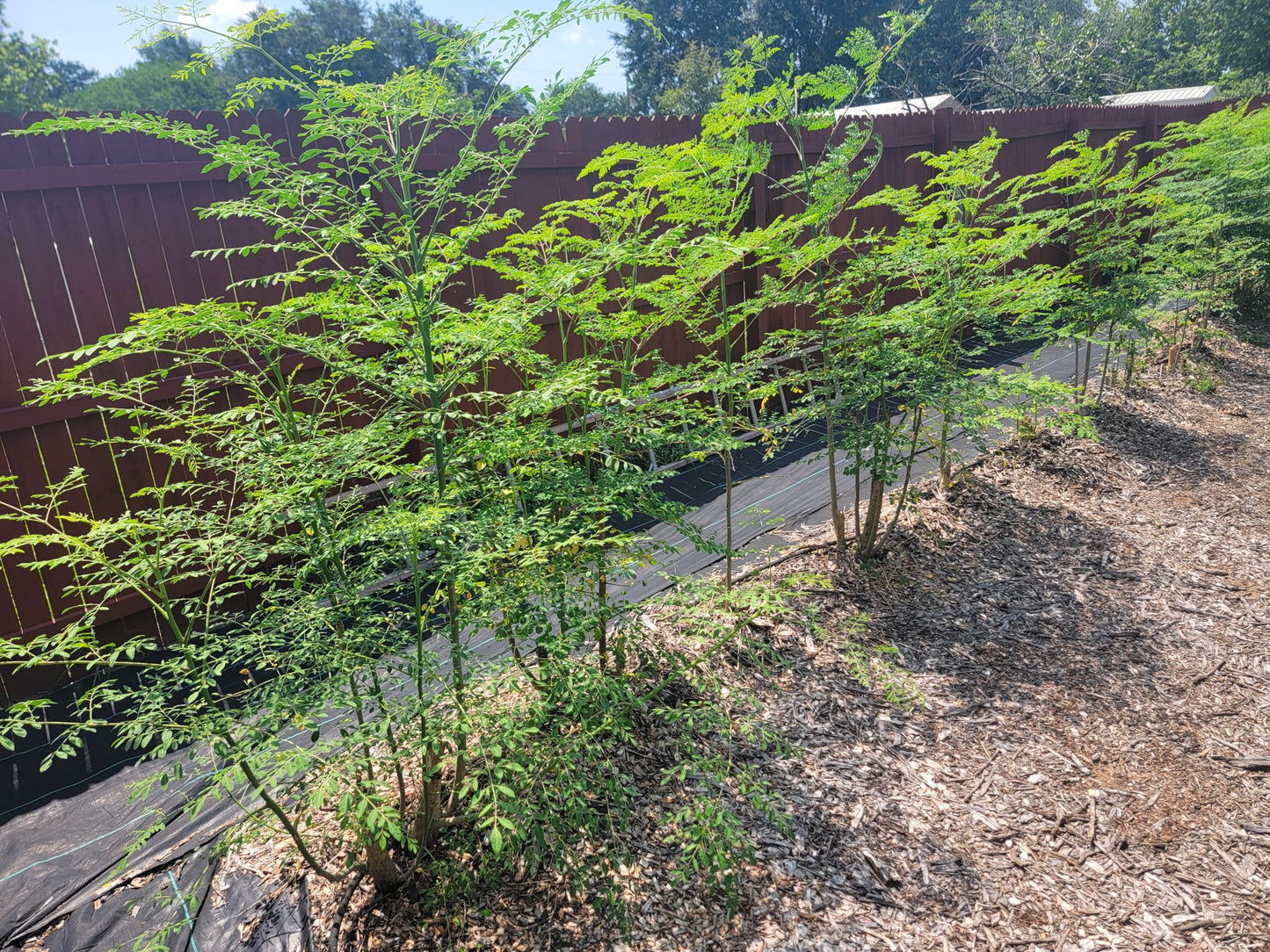 Generic Moringa Trees 3 Live Moringa Plants with Moringa Seeds - Organically Grown - Non-GMO - Miracle Tree - Moringa Oleifera - Herb, Green