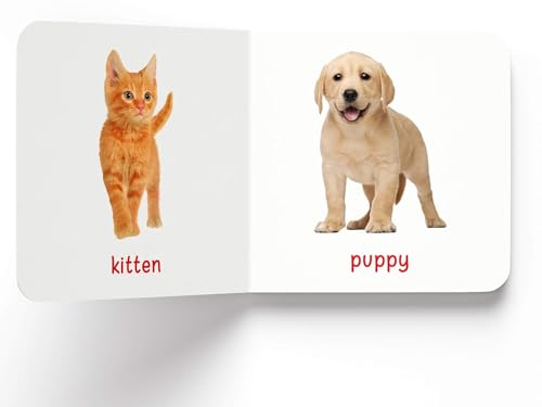 My First Book of Baby Animals