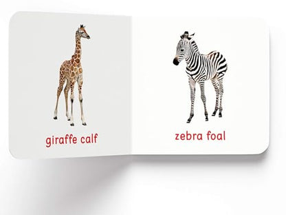 My First Book of Baby Animals