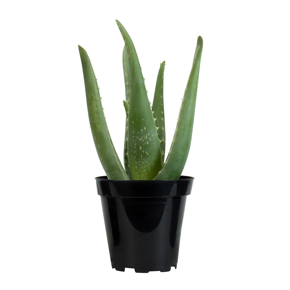 PFPX 9CM Aloe Vera (Solo) V2