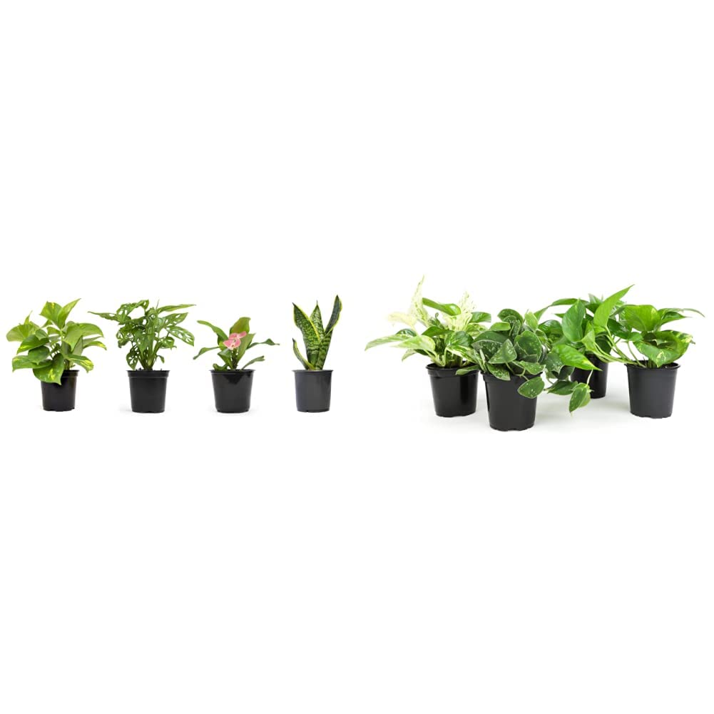 Live Pothos Plants (4PK) + Classic Houseplant Collection (4PK) - Low Maintenance Indoor Plants Purify Air, Easy to Grow Hanging Plants and Trailing Vines in 4 Inch Nursery Pots