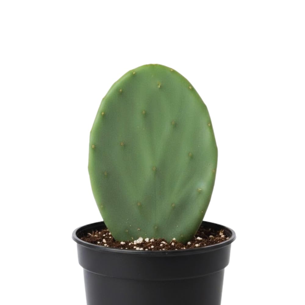 Prickly Pear Cactus Plant Live, Green Prickly Pear Cactus Live Plant Pot, 4 Inch Tall, Hardy Succulent Cactus for Indoor or Outdoor Garden, Easy Care Plant