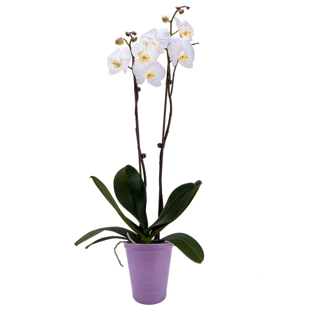 DecoBlooms Premium White 5” Orchid Live Indoor Plant (Modern Pot Included) – Grown in the USA - Fresh Flowering Home Decor Delivery for Birthday, Anniversary, Sympathy, Wedding, Mother's Day