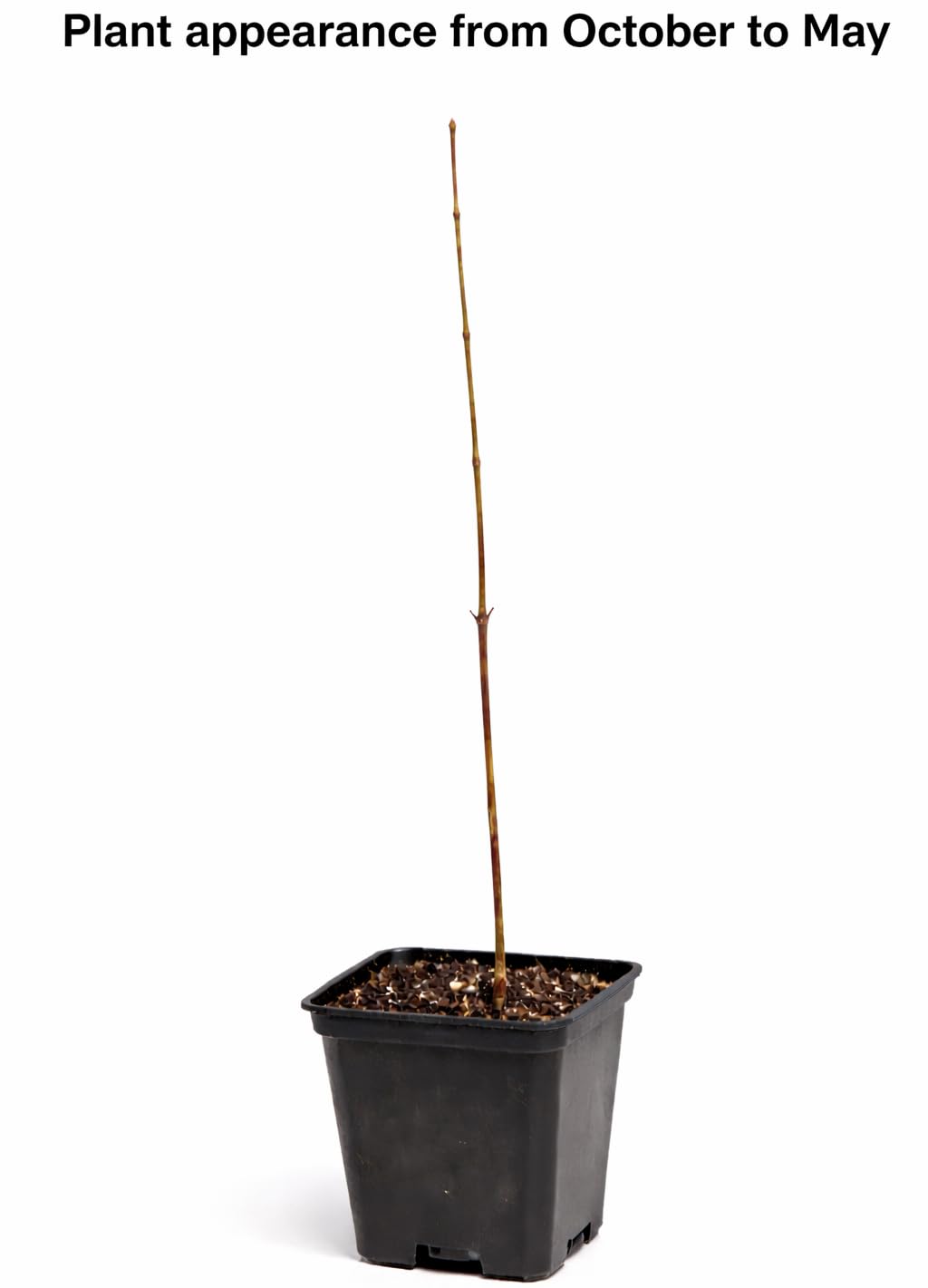 Purple Leaf Sand Cherry Shrub/Tree - 10-16" Tall Live Plant - Quart Pot - Purpleleaf Cistena Plum Bush - Prunus × cistena