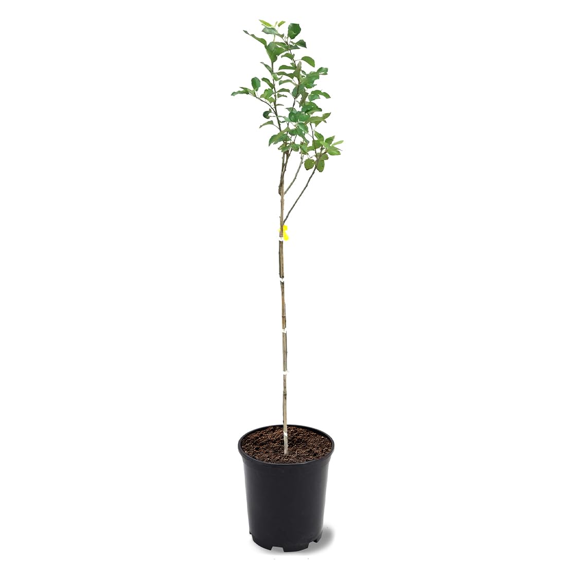 American Plant Exchange Live Red Delicious Apple Tree, Fruit-Bearing Plant Pot for Harvest and Home and Garden Decor, 2-3' Tall, 1-Gallon Pot