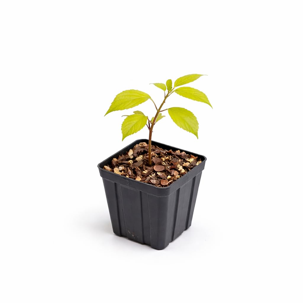 American Beautyberry Shrub/Bush - 4-8" Tall Live Plant - 2.5" Pot - Purple Beauty Berry Seedling - Callicarpa Americana