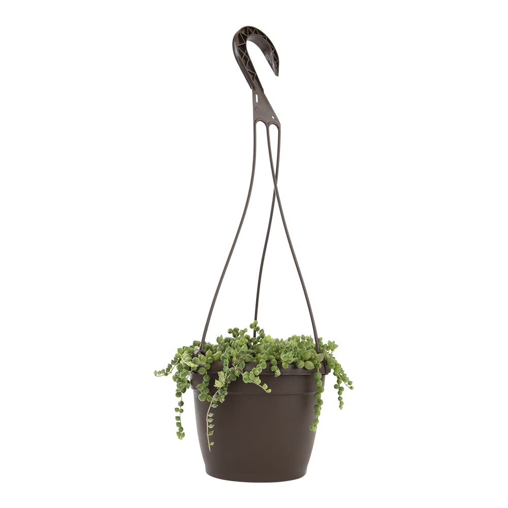 String of Pearls Plant Live Succulents in Hanging Planter, Succulents Plants Live Houseplants Mini Succulents, String of Pearls Live Succulent Live Plants Indoor Plant Indoor Plants by Plants for Pets