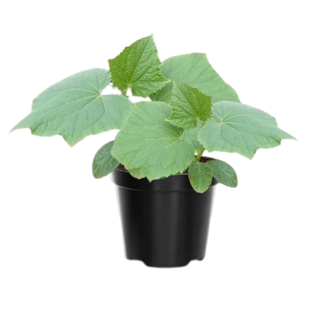 4 Yellow Squash Plants Live in 4 Inch Pot, Squash Live Plants, Zucchini Plants Live