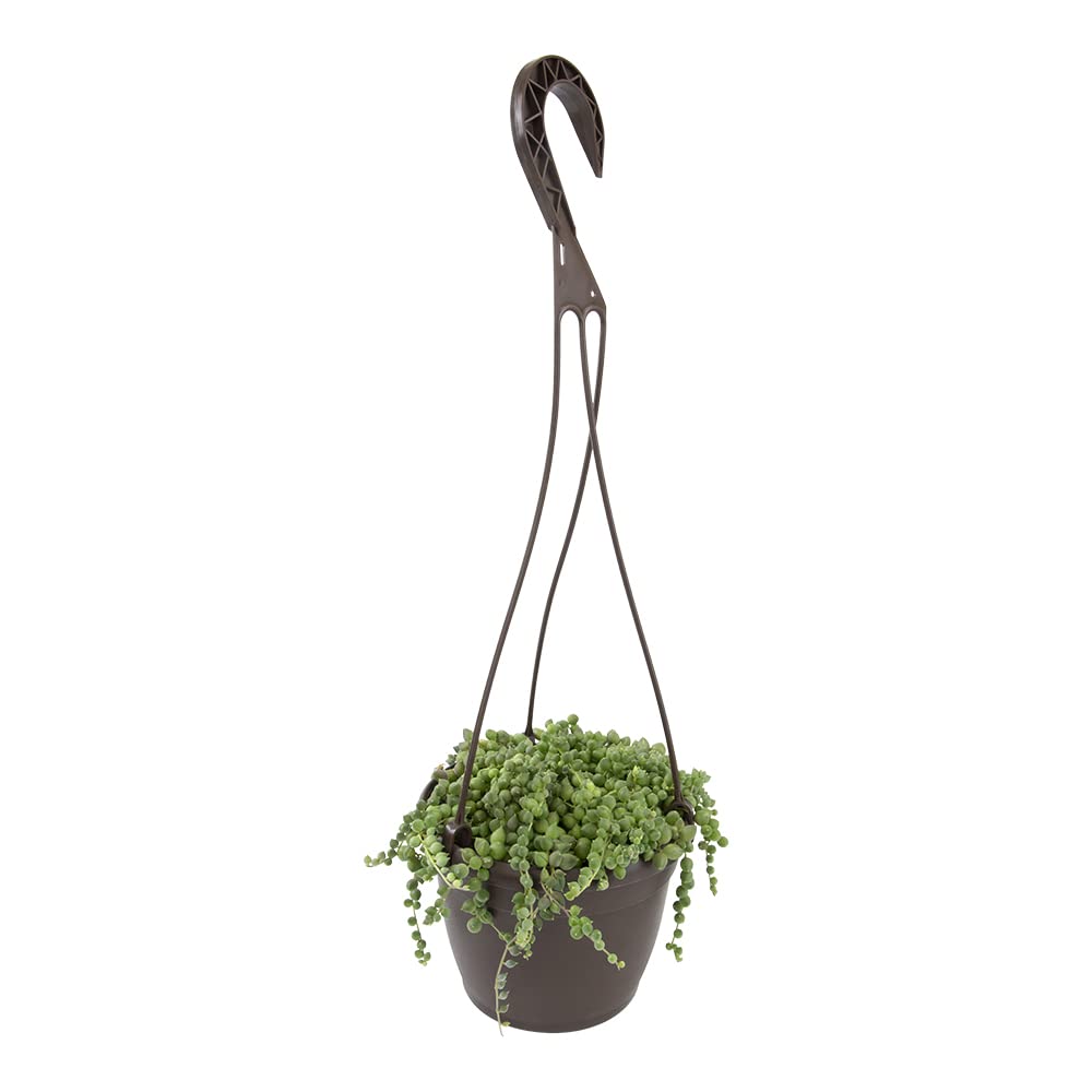 String of Pearls Plant Live Succulents in Hanging Planter, Succulents Plants Live Houseplants Mini Succulents, String of Pearls Live Succulent Live Plants Indoor Plant Indoor Plants by Plants for Pets