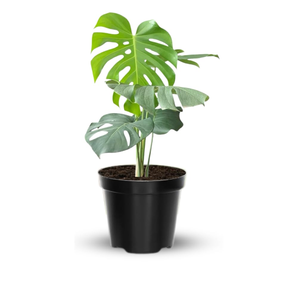 Philodendron Plant Live, Rare Tropical Variegated Live Indoor Houseplant, Starter Plants No Pot, 5-9" in Tall (Monstera Deliciosa)