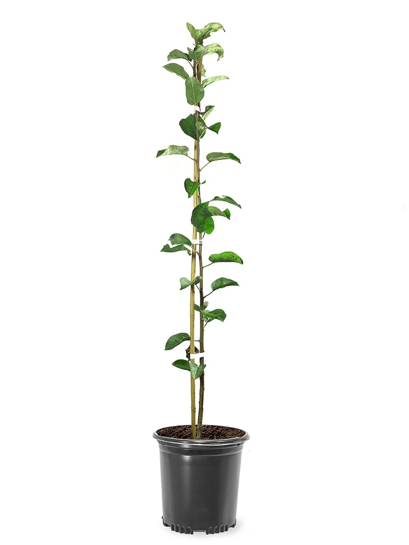 McIntosh Apple Tree, Deciduous, Large Bright Red Fruit, 1 gal Nursery Pot, 2-3 ft. Tree Height (Due to Agricultural Laws, we Cannot Ship to CA, AZ, AK, or HI)
