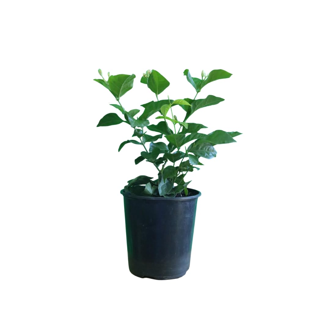 American Plant Exchange Sambac Jasmine, Live Plant in 6" Pot, Fragrant White Blooms, Evergreen Foliage, Ideal for Gardens and Indoor Aromatherapy