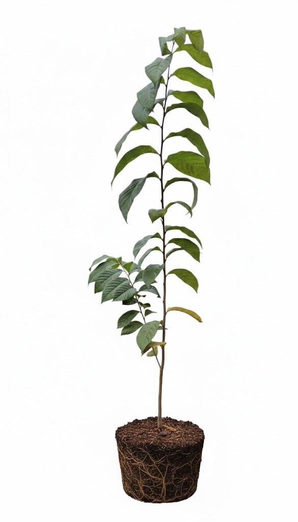 1 Year Old Pawpaw Tree Plant Live, Sweet Custard-Like Paw Paw Plant, 6-12'' Tall, Ready to Grow Outdoor Garden