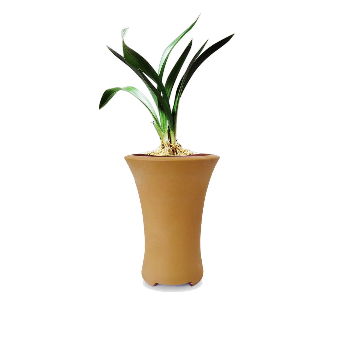 CYMUS ZenMoon Easy Care Large Flowers Orchids Air Purifying Live Houseplant with Purple Clay Pot Mini Indoor