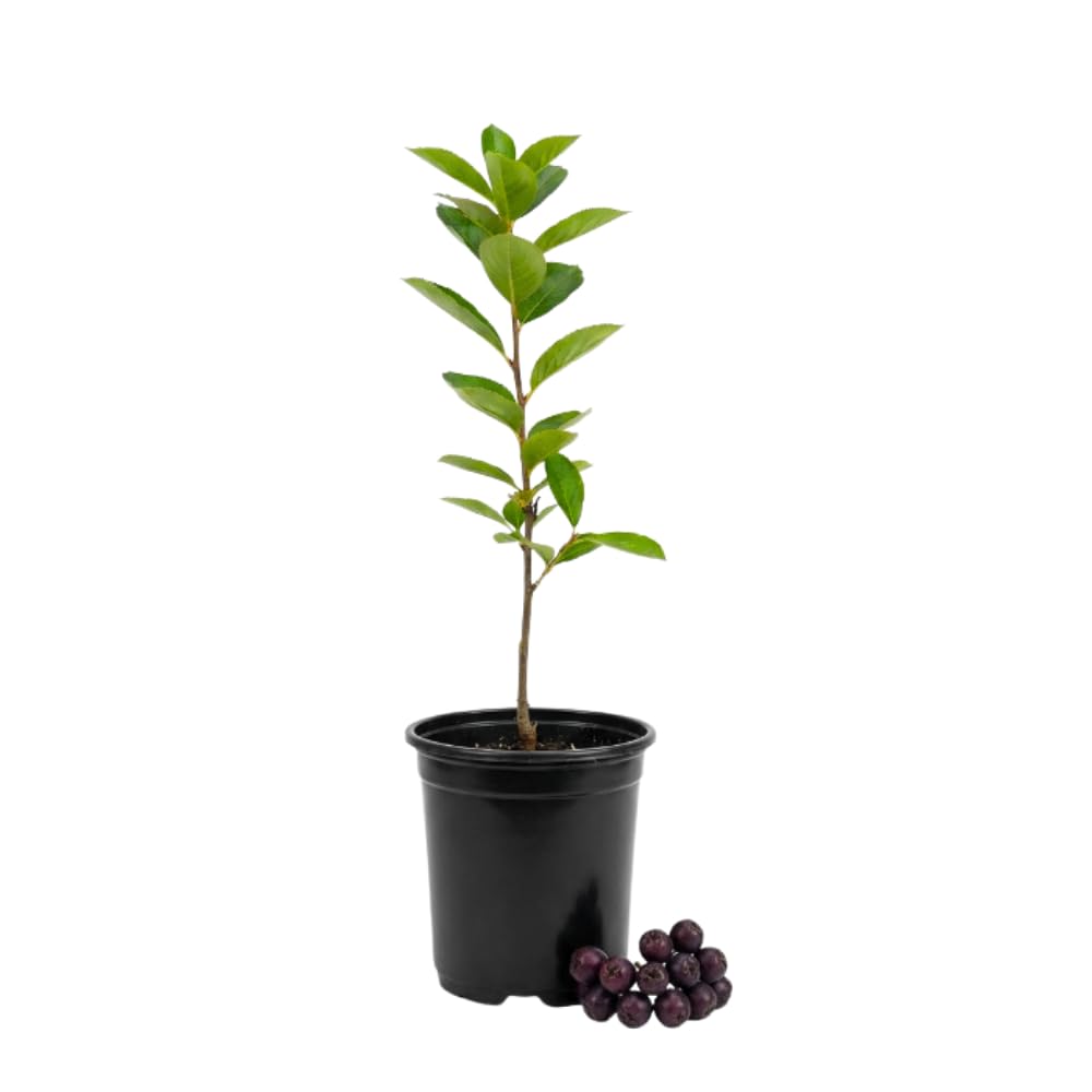 Black Chokeberry Plant, Chokeberry Plant for Planting, 5-9 Inc Tall, Sweet Berries, Cold Hardy Tree for Outdoor Growing