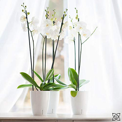 Gardenera 4.9" ORCHIDEA Self Watering Pots for Orchids in Lavender - Decorative Wicking Planter with w/Great Aerification, Drainage and Water Level Indicator