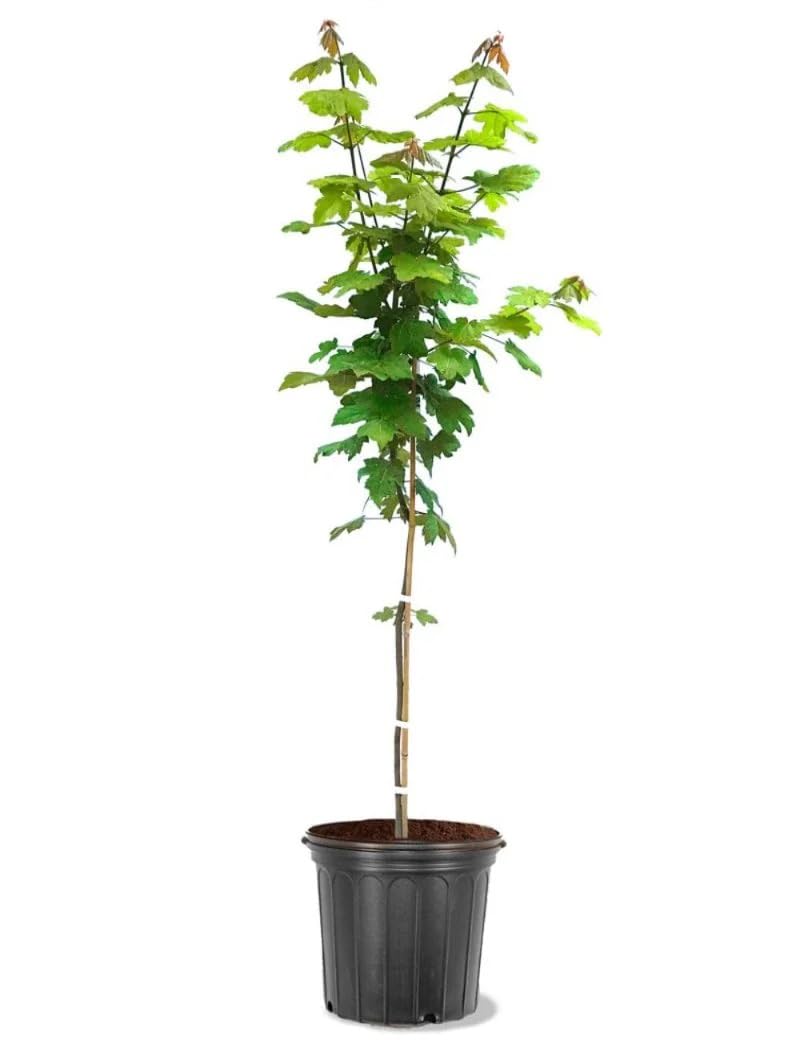 Autumn Blaze Maple, 1 Gallon Live Nursery Pot, Fast Growing Shade Tree with Fall Color | Arbor Day Foundation (Due to Agricultural Laws, Unavailable to CA or AZ)
