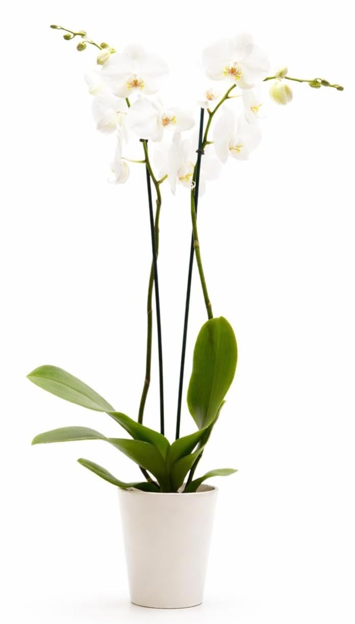 DecoBlooms Premium Pearl 5” Orchid Live Indoor Plant (Modern Pot Included) – Grown in the USA - Fresh Flowering Home Decor Delivery for Birthday, Anniversary, Sympathy, Wedding, Mother's Day