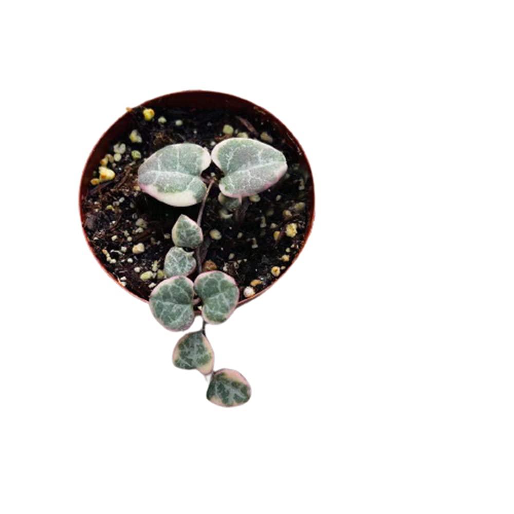 Live String Plants String of Hearts Variegated(2.5" Pot)