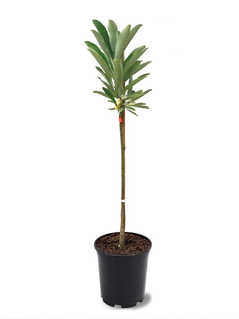 Sweetbay Magnolia Tree, 1 Gallon Potted, Fragrant White Flowers – Ideal for Small Gardens | Arbor Day Foundation (Due to Agricultural Laws, Unavailable to CA or AZ)