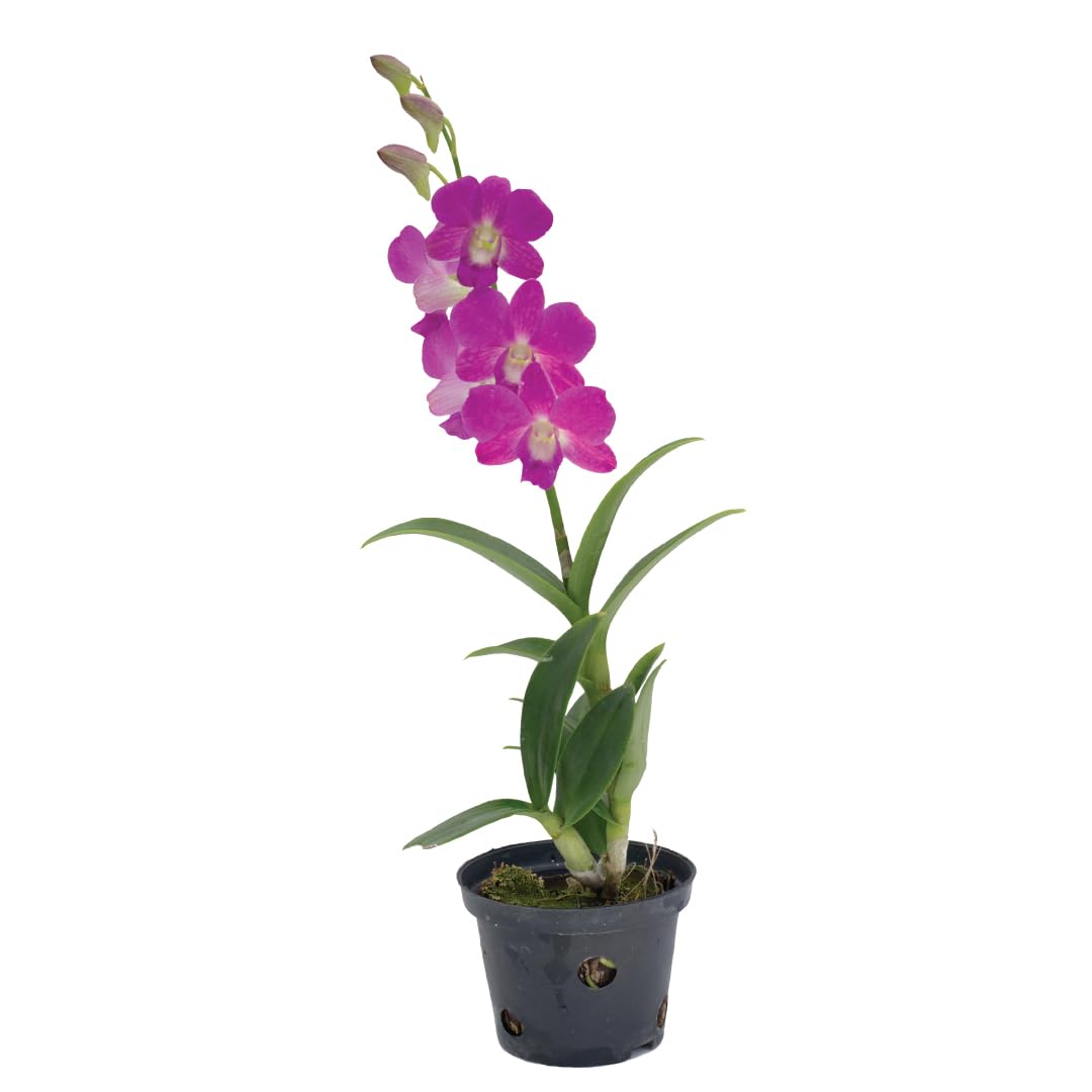American Plant Exchange Dendrobium Orchid – Live 4-Inch Potted Flowering Plant, Easy-Care Tropical Houseplant with Elegant Blooms for Indoor Home, Office, Windowsills & Gift Décor