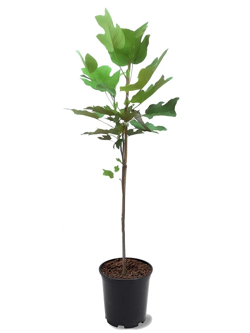 Tuliptree, 1 Gallon Live Nursery Pot, Fast-Growing Flowering Shade Tree | Arbor Day Foundation (Due to Agricultural Laws, Unavailable to CA or AZ)