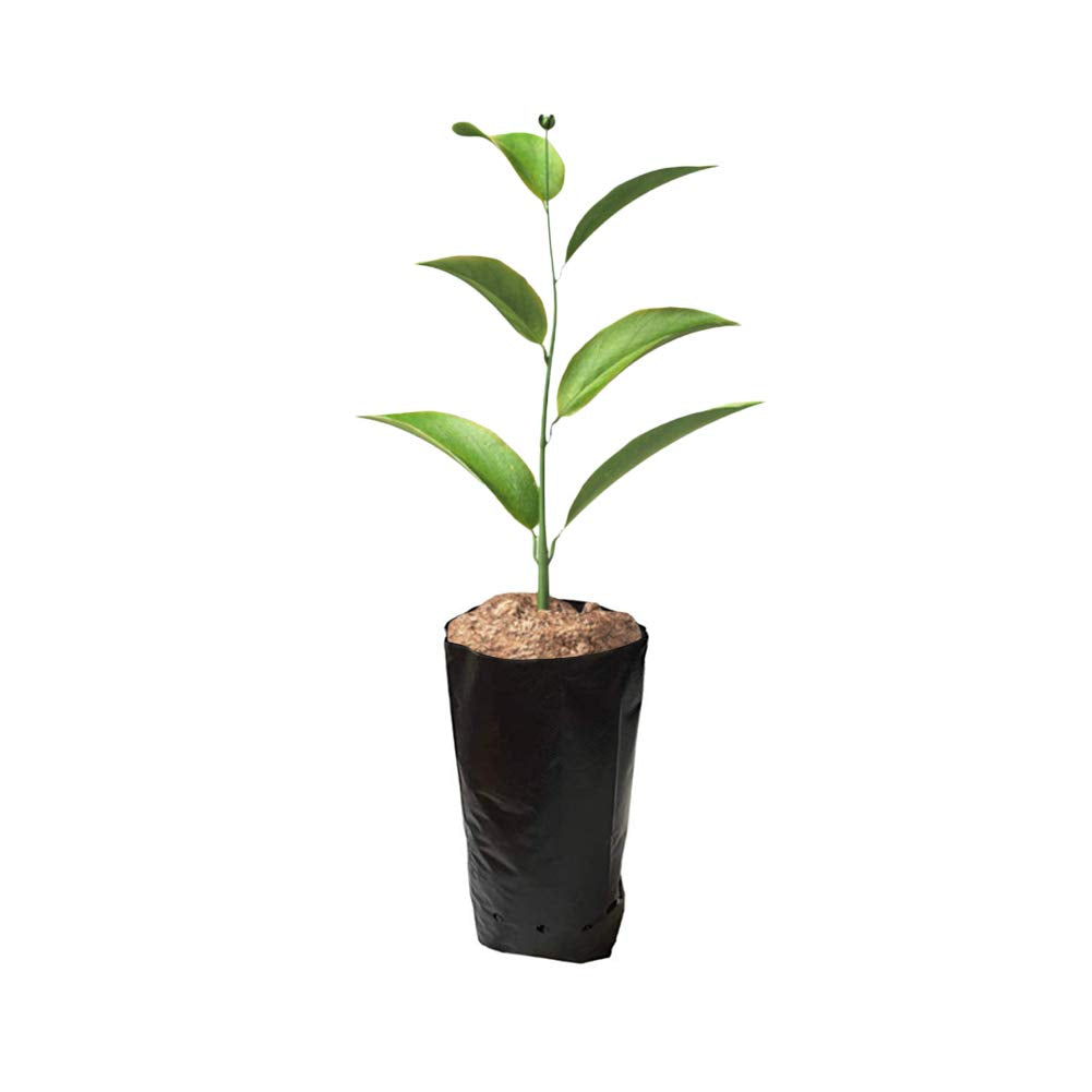 Frjjthchy 100 PCS Thicken Plastic Nursery Bags for Plants Fruit Flower Grow Bags Seedling Pots (7.87x15.75 in)