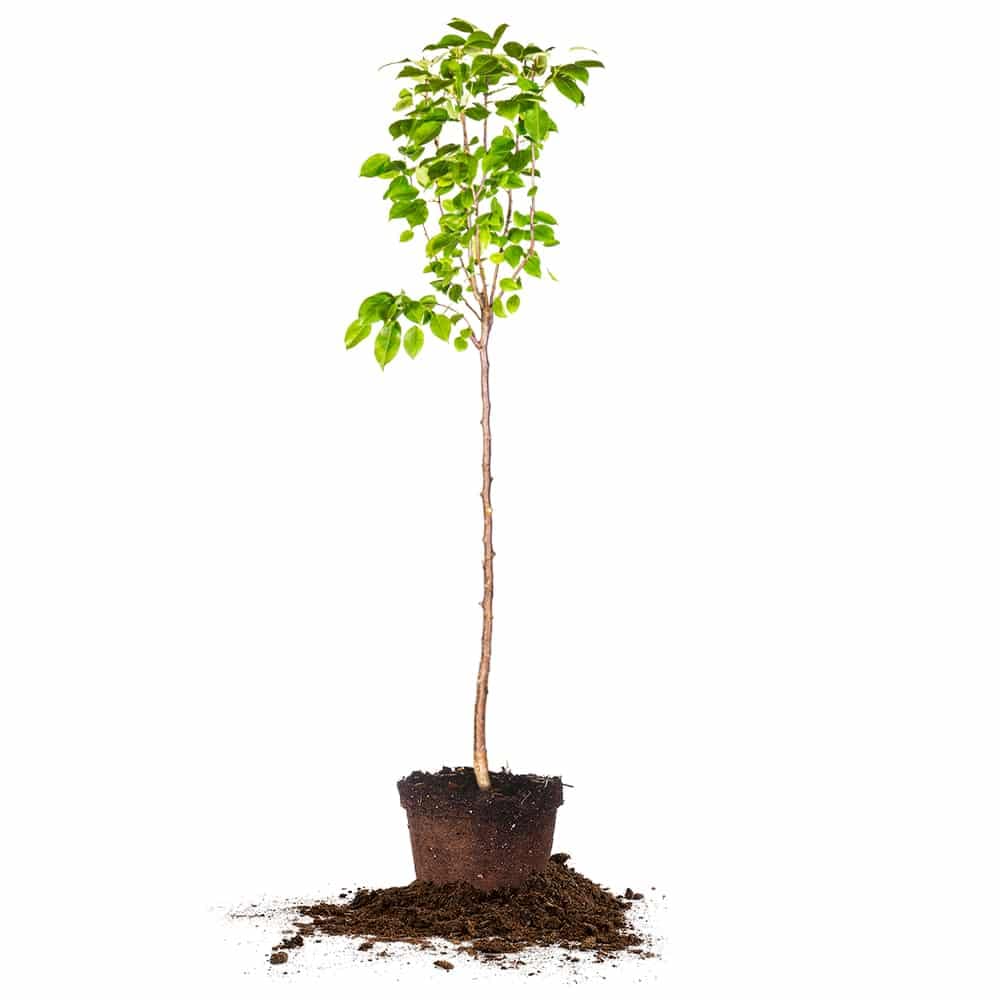 Perfect Plants Florida Home Pear Tree | Live Outdoor Fruit Trees 4-5 Feet | Easy to Grow Sweet Fruits Perfect for Preserves | Easy Planting & Pears Produced in 2-3 Years
