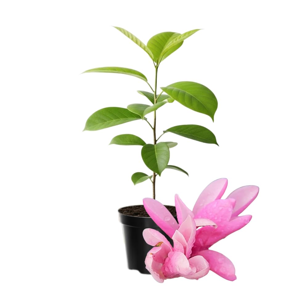 Jane Magnolia Tree Live Plant 4-8 Inches, Pink Blooms Magnolia Bush, Fragrant Magnolia for Growing, Winter Dormant