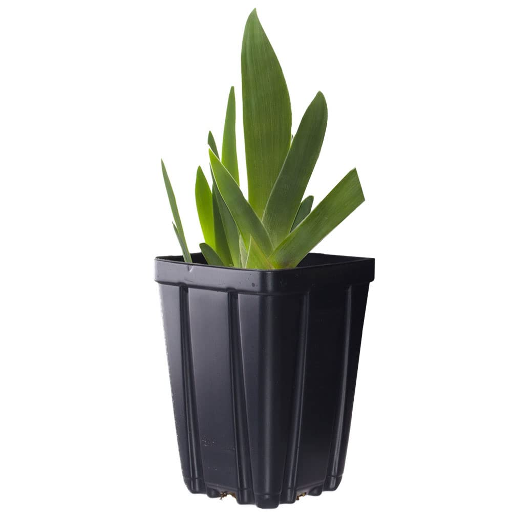 Superstition Bearded Iris Plant Potted, Dark Purple and Black Flowers, Hardy Perennial, Stargazer Perennials