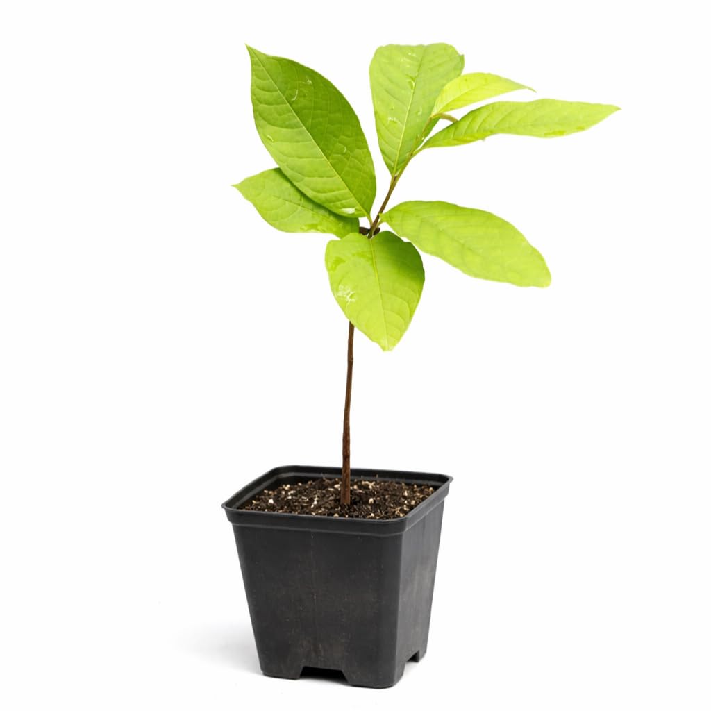 2 Paw Paw Trees - 6-12" Tall Seedlings - Quart Pots - Live Indian Banana Plants - Asimina triloba - (2 Pack)