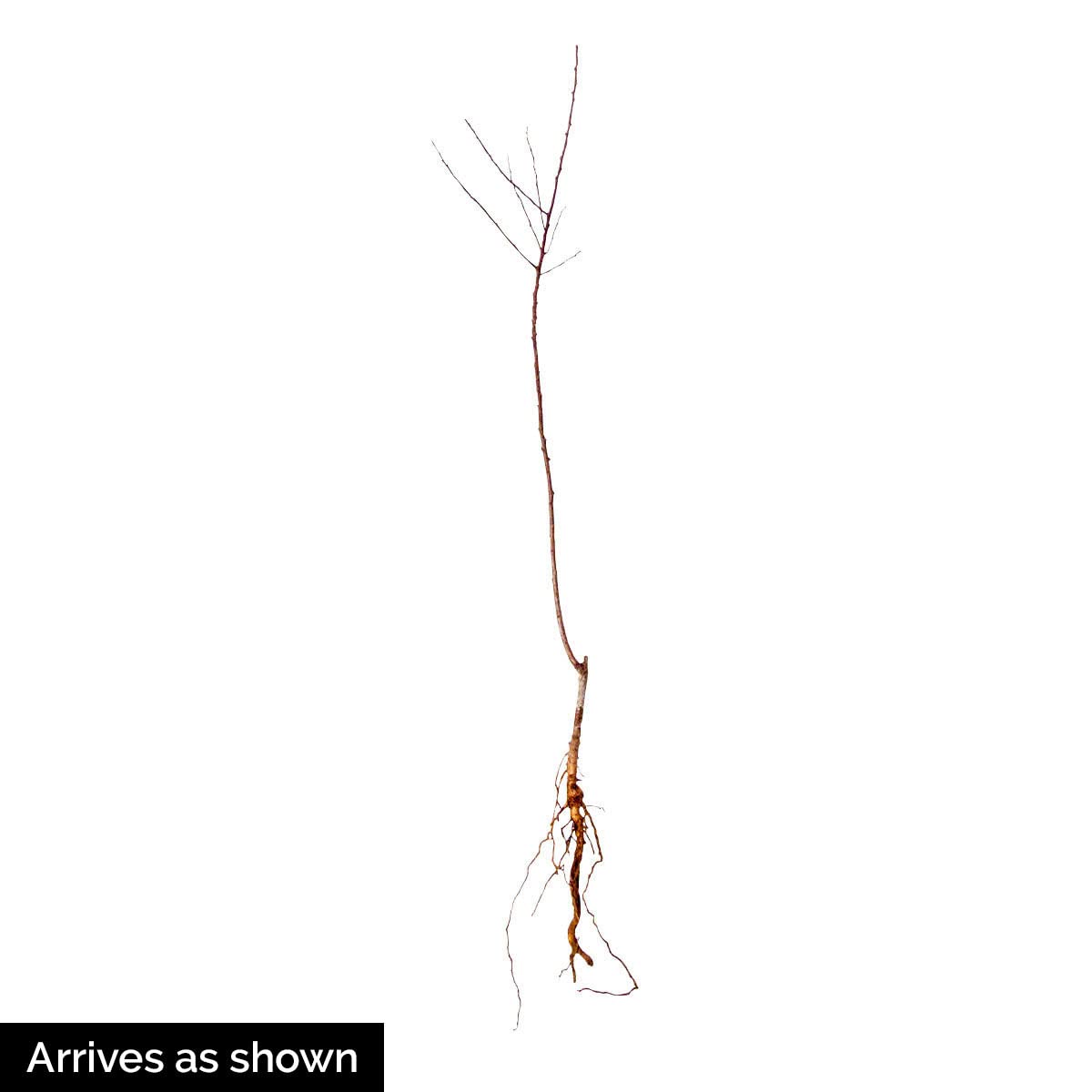 Honey Pearls™ Nectacot Dormant Starter Bare Root Standard Fruit Tree, Can't Ship to State of CA, CO, ID, MT, OR, or WA, 1-Pack