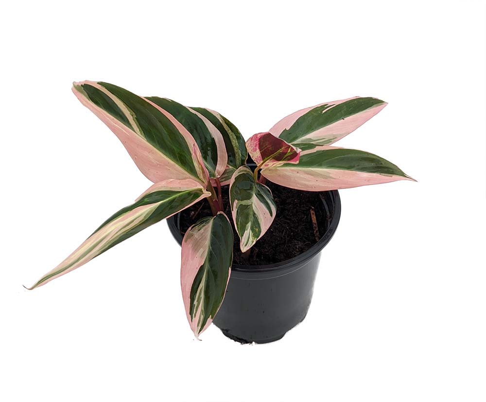 Tricolor Prayer Plant - Stromanthe triostar - 4" Pot - Live Plant