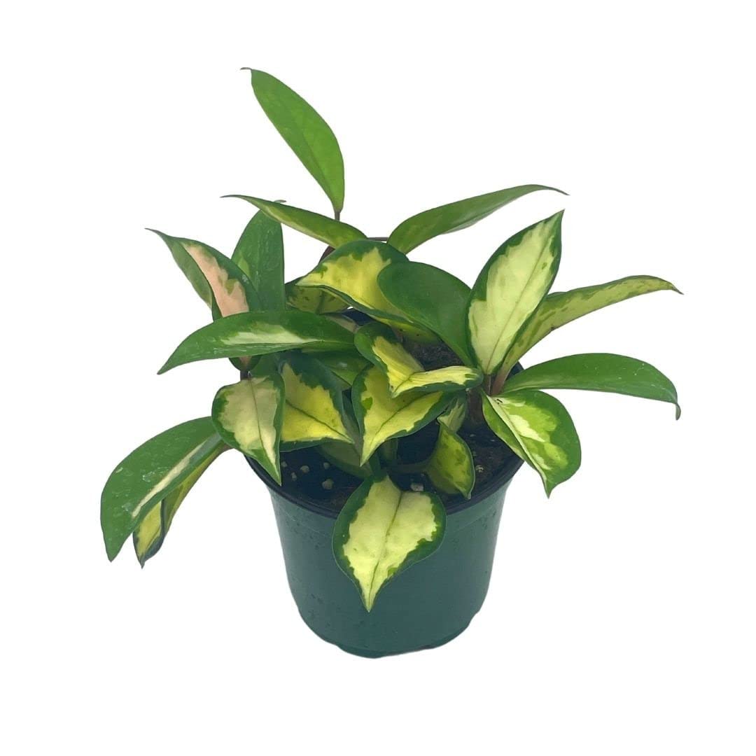 BubbleBlooms Variegated Hoya Exotica, Krimson Princess, Tricolor Crimson, Very Rare Limited Live Plant, in 4 inch Pot