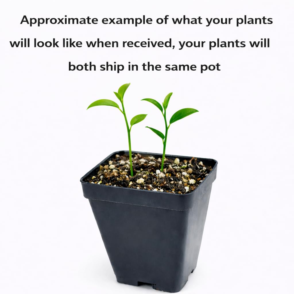 2 Kaffir Lime Trees - 2-4 Inch Tall Makrut/Thai Lime Live Plants - Potted Fruit Seedlings - Citrus Hystrix - (2 Pack)