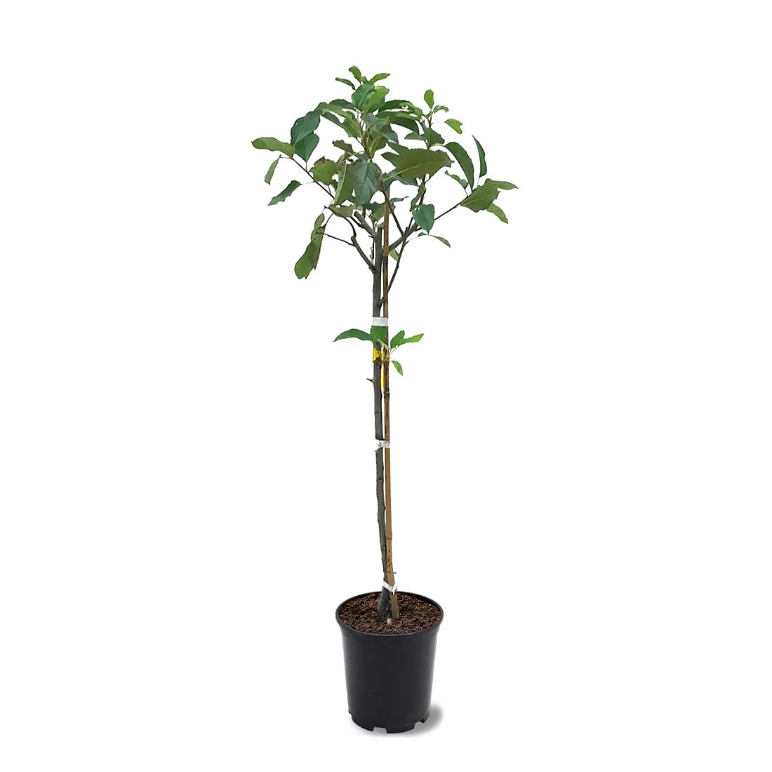 American Plant Exchange Live Gala Apple Tree, Fruit-Bearing Plant Pot for Harvest and Home and Garden Decor, 2-3' Tall, 1-Gallon Pot