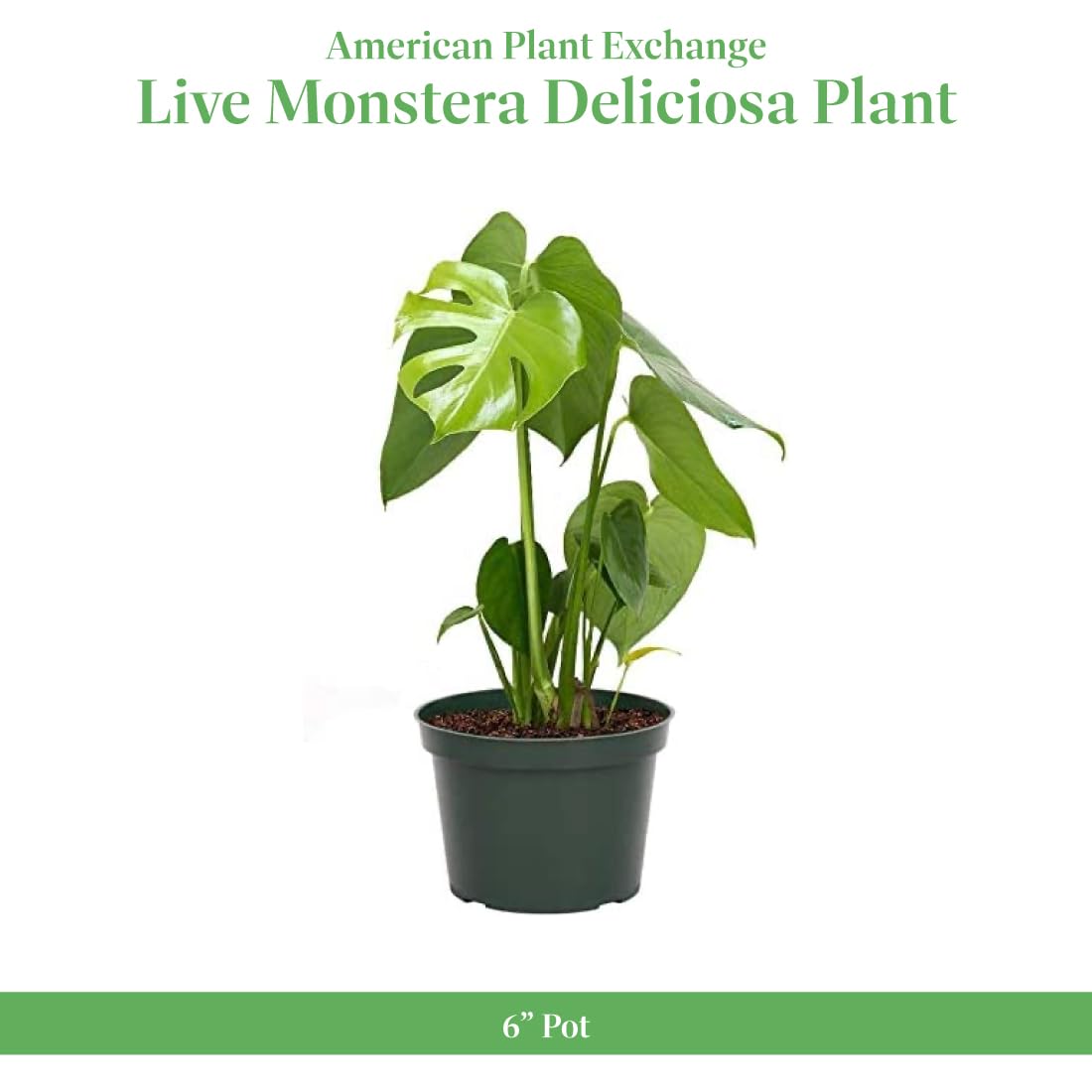 American Plant Exchange Monstera Deliciosa - Live 6-Inch Pot, Easy-Care Split Leaf Vine, Low-Maintenance Air Purifying Houseplant for Home, Office & Garden Décor