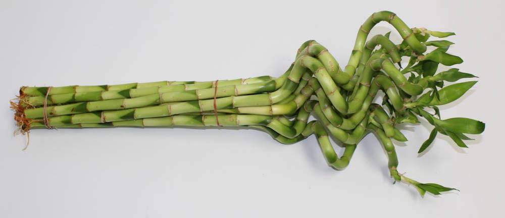 Athena's Garden B-CS28 Lucky Bamboo Corkscrew Spiral Shoots, 25-32", Green