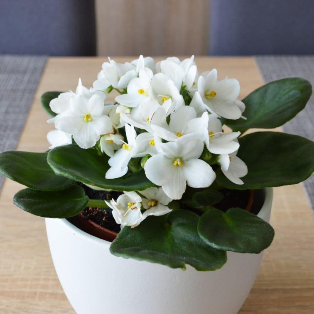 White African Violets Live Plants House Plants in 4" Pot, Vibrant Blooms for Indoor Décor, Home or Office, Easy to Grow
