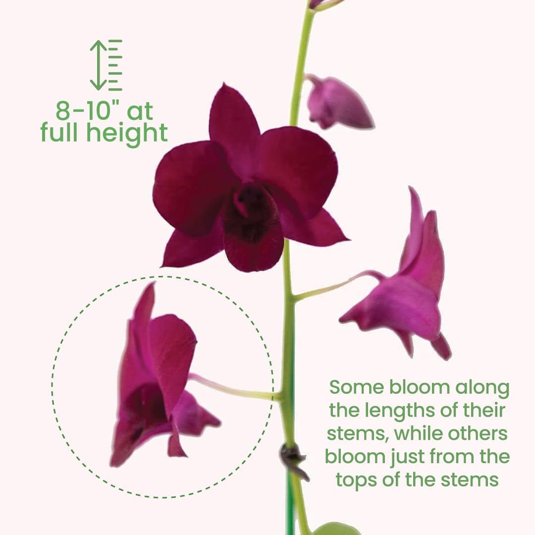 American Plant Exchange Dendrobium Orchid – Live 4-Inch Potted Flowering Plant, Easy-Care Tropical Houseplant with Elegant Blooms for Indoor Home, Office, Windowsills & Gift Décor