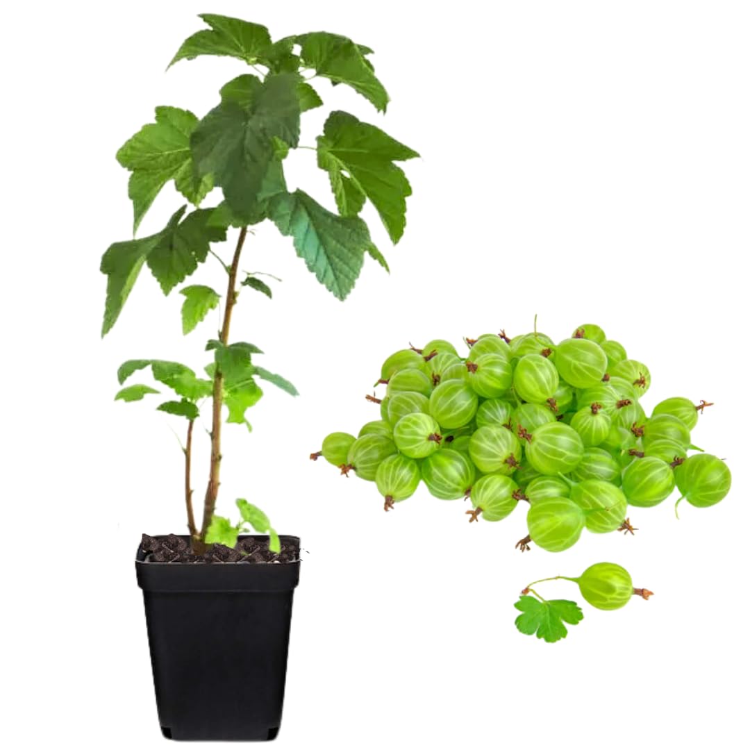 Sweet Gooseberry Plant Live for Planting, Gooseberry Bush Live Plant 5 to 9 Inch Height, Gooseberry Fruit Tree