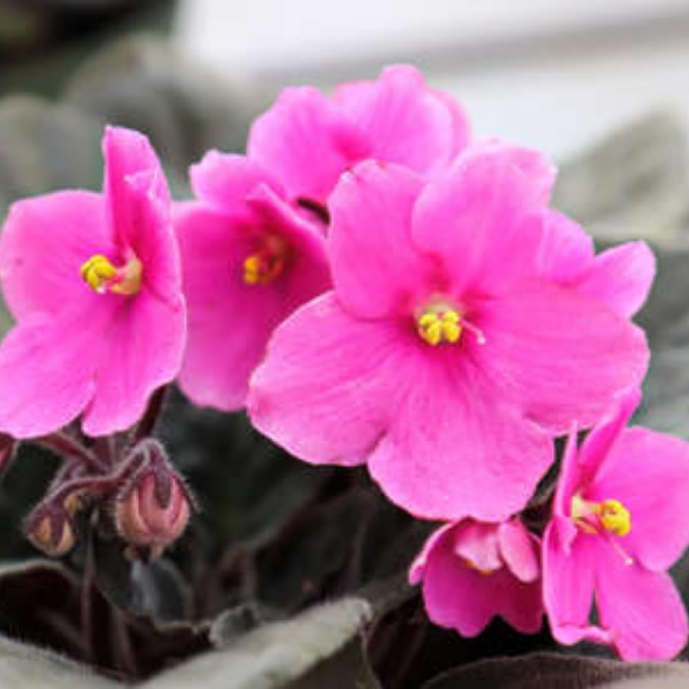 African Violets Live Plants, African Violet Plant Live House Plants, 4 Inc Potted, 4 to 6 Inc Long (Pink)