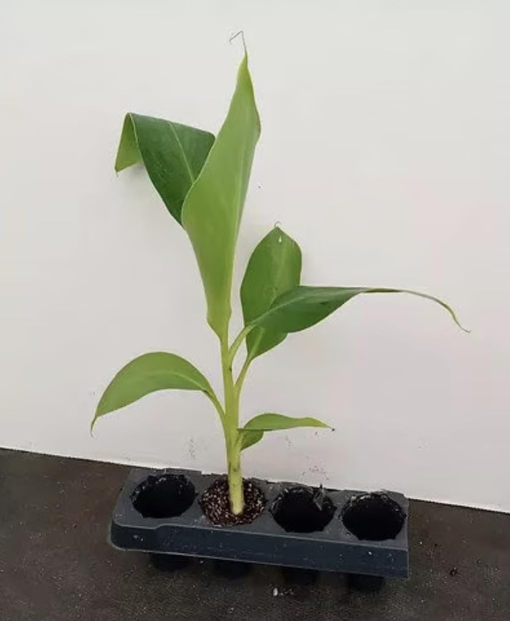 Grand Nain Banana Starter Plant - Live Banana Tree - 4-6 inches Tall (Grand Nain)