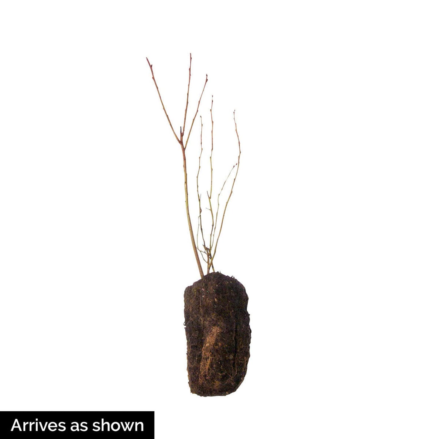 Direct Gardening Ouachita BlackBerry Bush Dormant Bare Root Fruit Bearing Starter Plant - Can't Ship to FL, MA, or SC