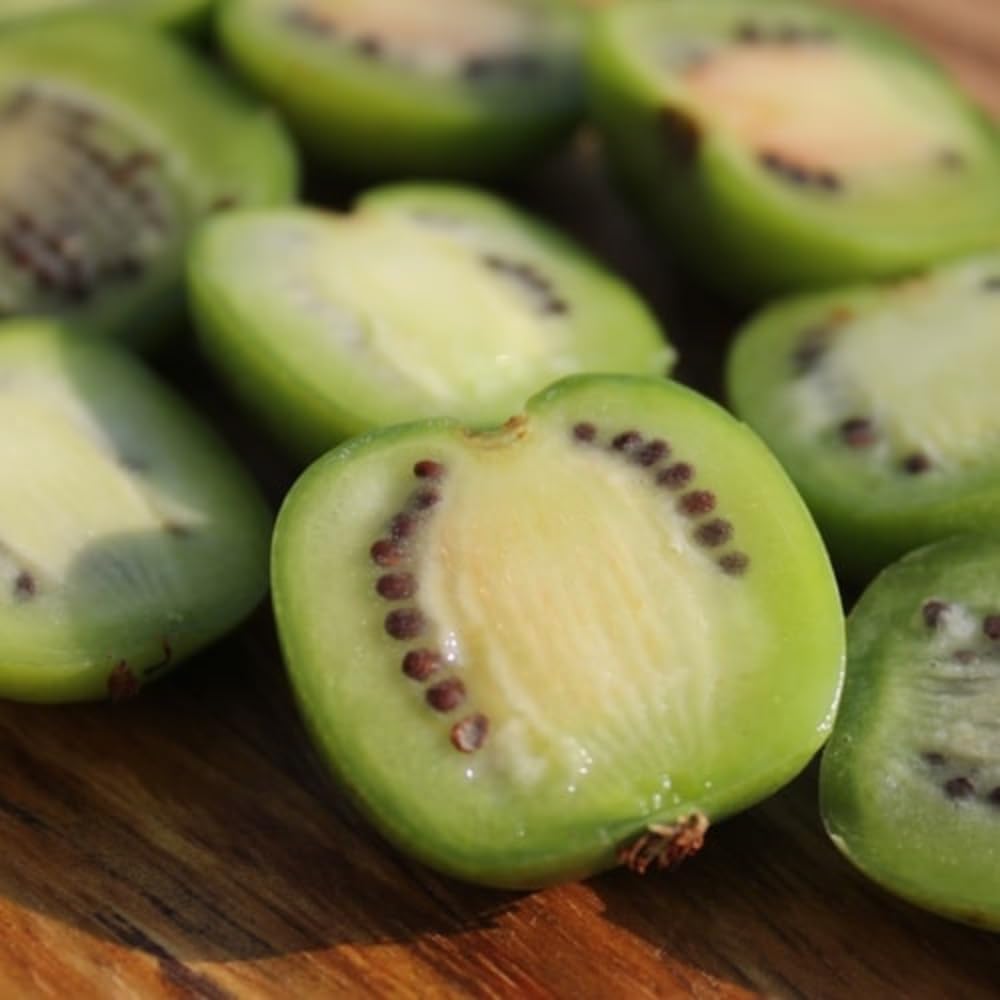 Rare Shape Female Kiwi Plants Live for Planting, Size Starter from 5 to 10 Inches Tall, Berry Vine, Cold Hardy Edible Fruit Vines for Home Garden
