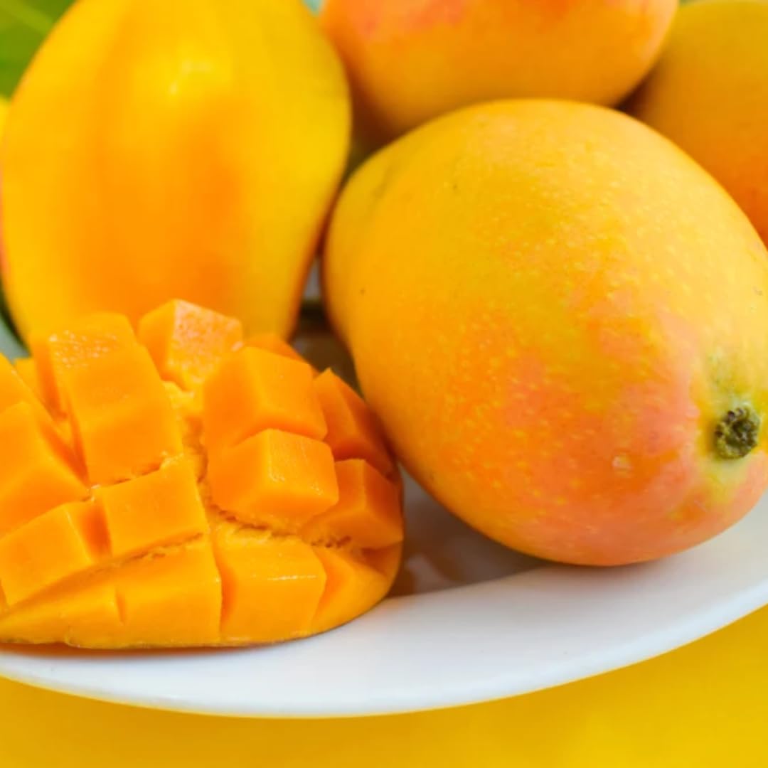 Sweet Mango Tree Live Plant, Live Yellow Mango Tree Plant, 5 to 10 Inc Tropical Trees Fruit for Growing Outside