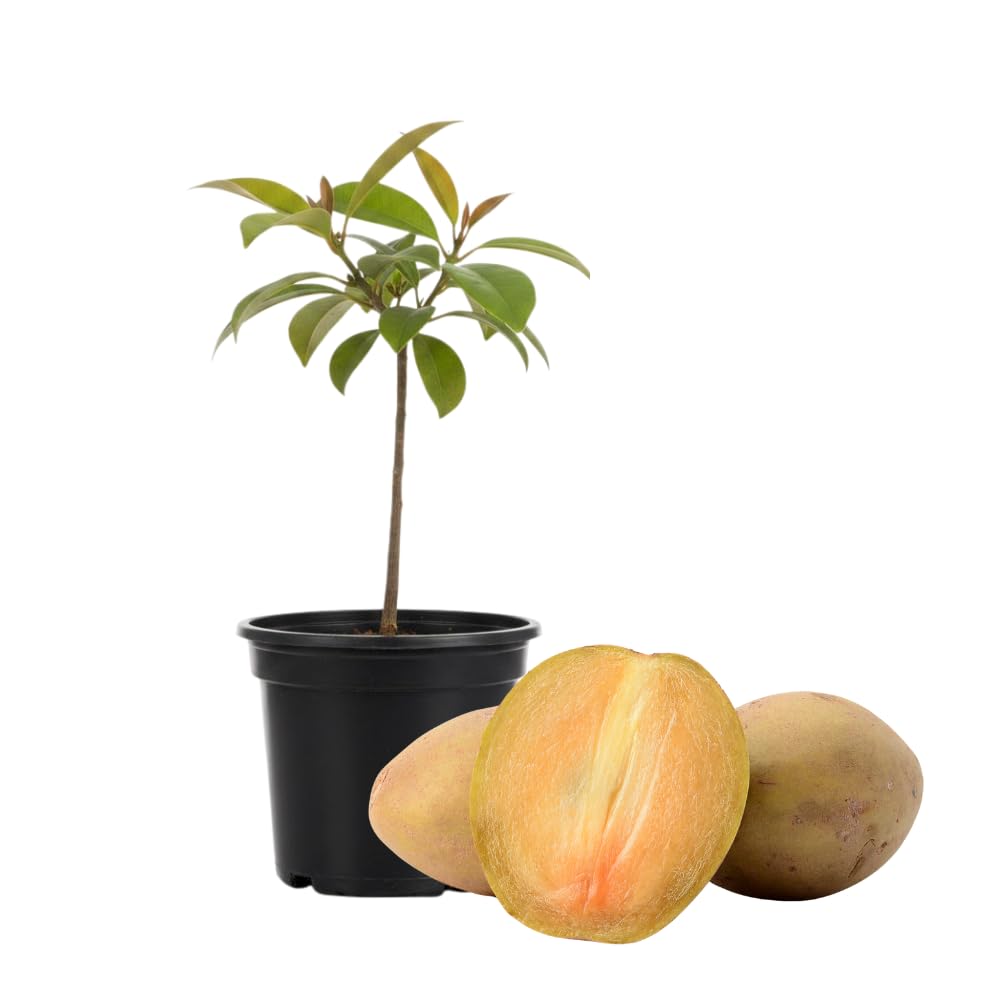 Sapodilla Tree Live Plant in 1 Gallon Pot, Sweet and Edible Fruit for Home Gardens, Sapote Seedlings from 2 to 3 Feet Tall